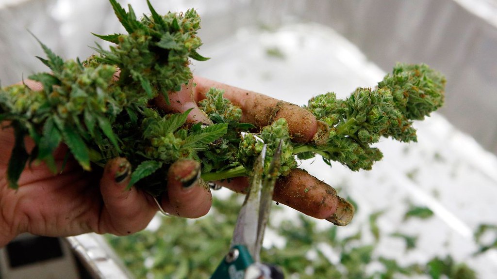 Where to buy medical cannabis Australia