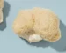 lion’s mane mushroom strain
