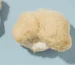 lion’s mane mushroom strain