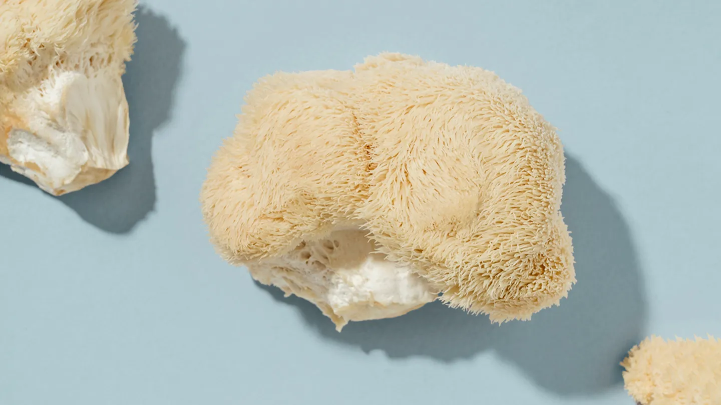 lion’s mane mushroom strain